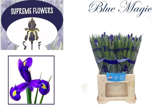 IRIS BLUE MAGIC