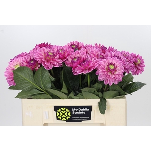 Dahlia Annamarie
