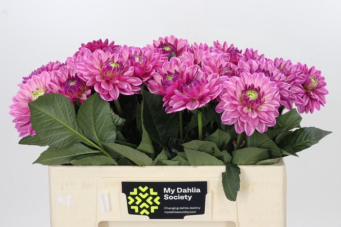 <h4>Dahlia Annamarie</h4>