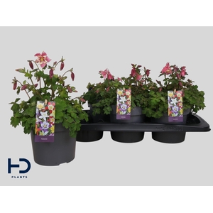 AQUIL EARLYB RED WHI