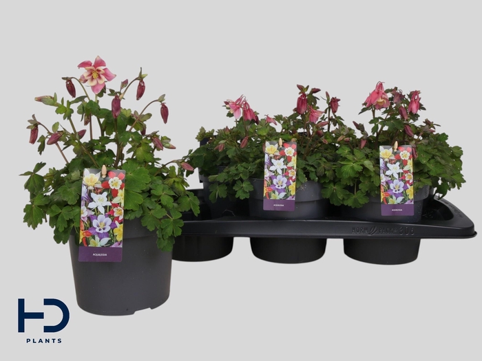 <h4>AQUIL EARLYB RED WHI</h4>