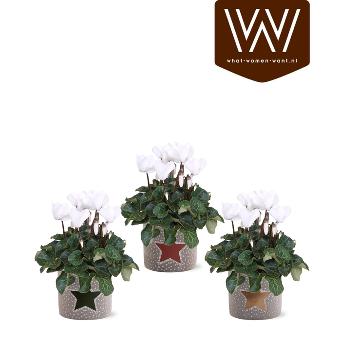 <h4>Collectie"Nature World"Wit Cyclaam in keramiek Jazz</h4>