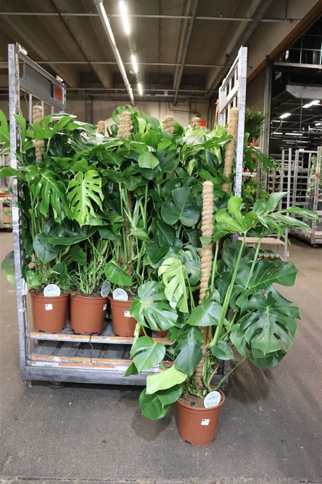 <h4>Monstera Deliciosa Mosstok</h4>