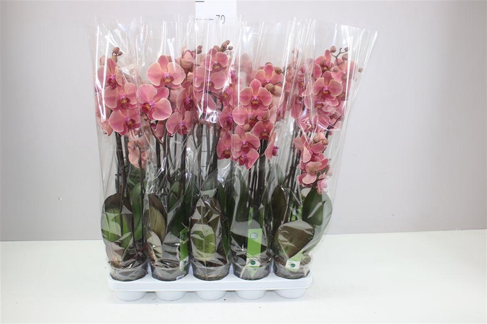 <h4>Phal Narbonne 3 Tak</h4>