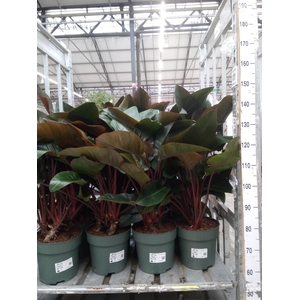 Philodendron  'Red Beauty'