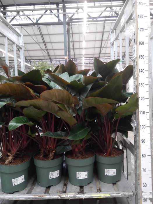 <h4>Philodendron 'Red Beauty'</h4>