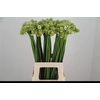 Ornithogalum Saundersiae