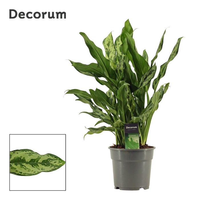 <h4>Aglaonema Miss Julliette</h4>