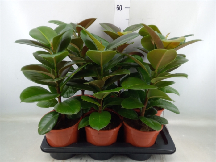 <h4>Ficus elastica 'Robusta'</h4>