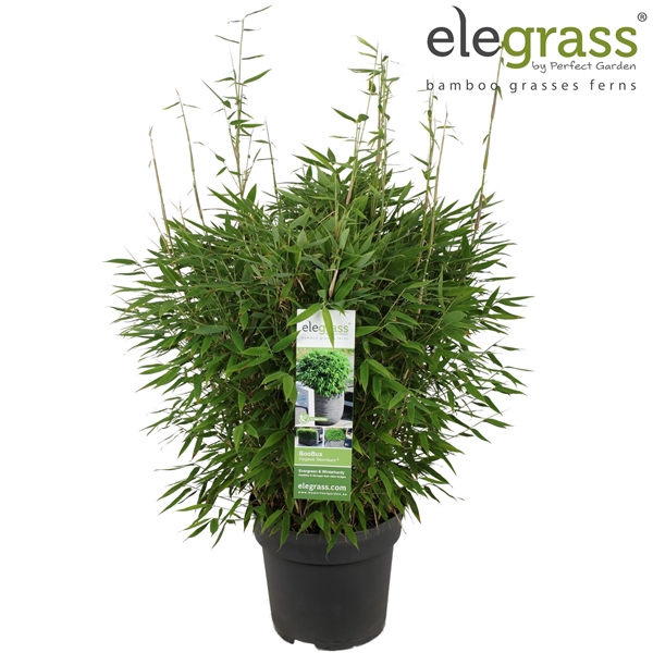 <h4>Fargesia 'Moontears'® Boobux P29 - Elegrass</h4>