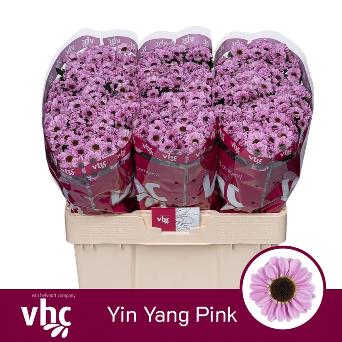 <h4>CHR S YIN YANG PINK</h4>