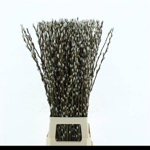 SALIX CA SNOW FLAKE