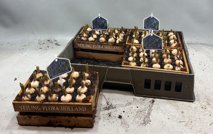 <h4>ARR MUSCARI</h4>