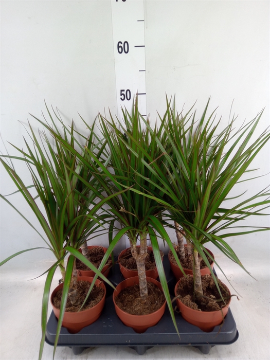 <h4>Dracaena marg.</h4>