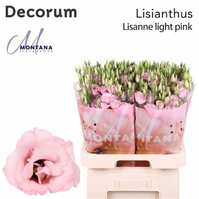 <h4>Eus G Lisanne L Pink</h4>