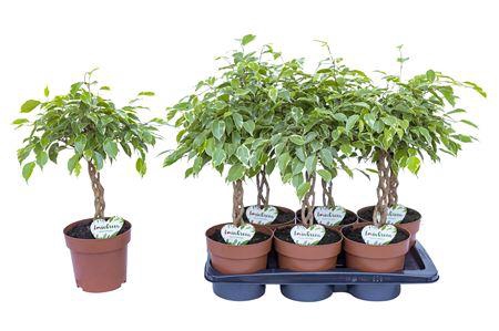 <h4>Ficus Safrana P17</h4>