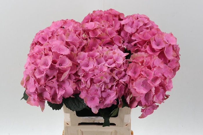 <h4>Hydr M Roy Palace</h4>