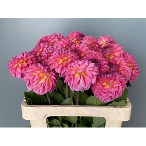 Dahlia Tropical Pink