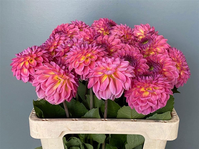 <h4>Dahlia Tropical Pink</h4>