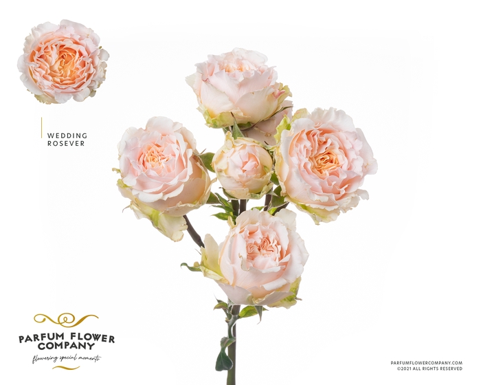 <h4>Rosa Spray Garden Wedding Rosever</h4>