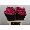 Wax-Rozen Wax Tros Cerise