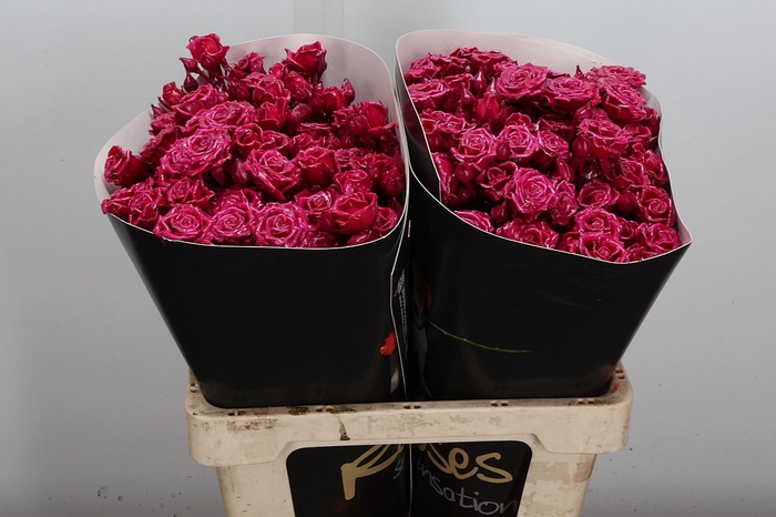 Wax-Rozen Wax Tros Cerise