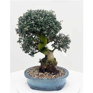 Olea sylvestris, pot 38cm. Height 60cm. (single item)