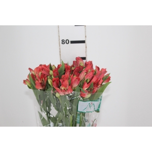 ALSTROEMERIA CORSICA 080 CM