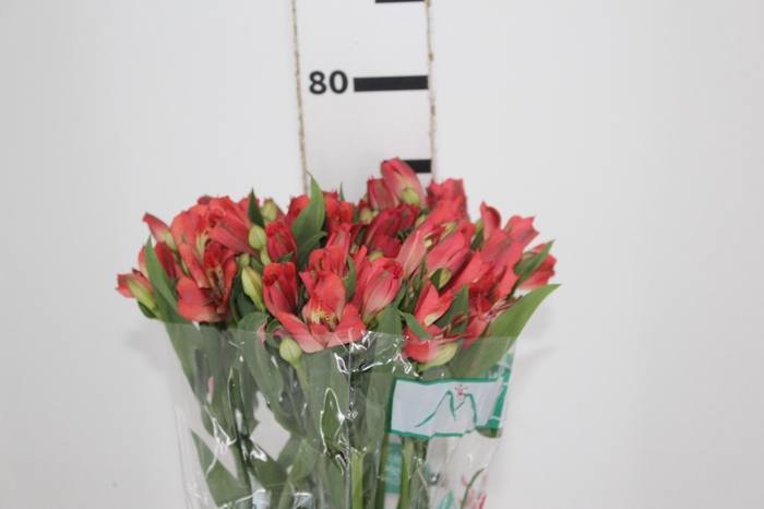 <h4>ALSTROEMERIA CORSICA 080 CM</h4>