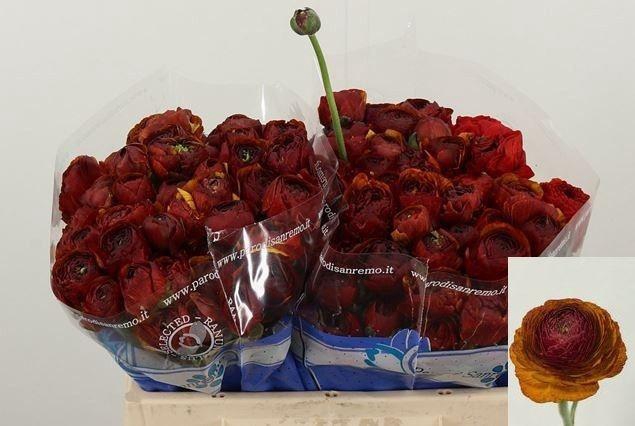 <h4>RAN SU NERONE</h4>