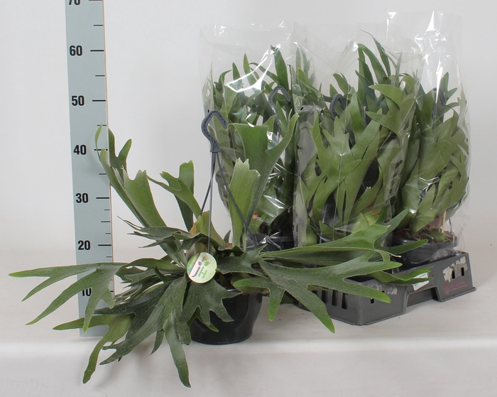 <h4>PLATYC BIFURCATUM</h4>