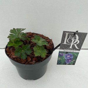 Geranium 'Rozanne'