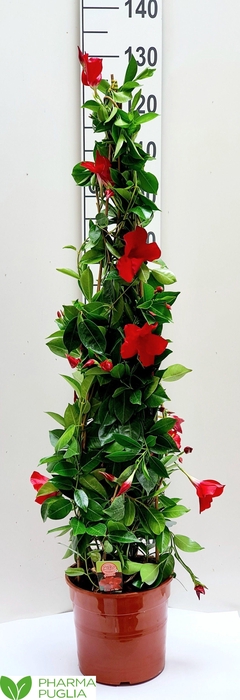 <h4>MANDE RIO GRANDE RED</h4>
