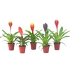 Vriesea Gemengd gemengd in tray