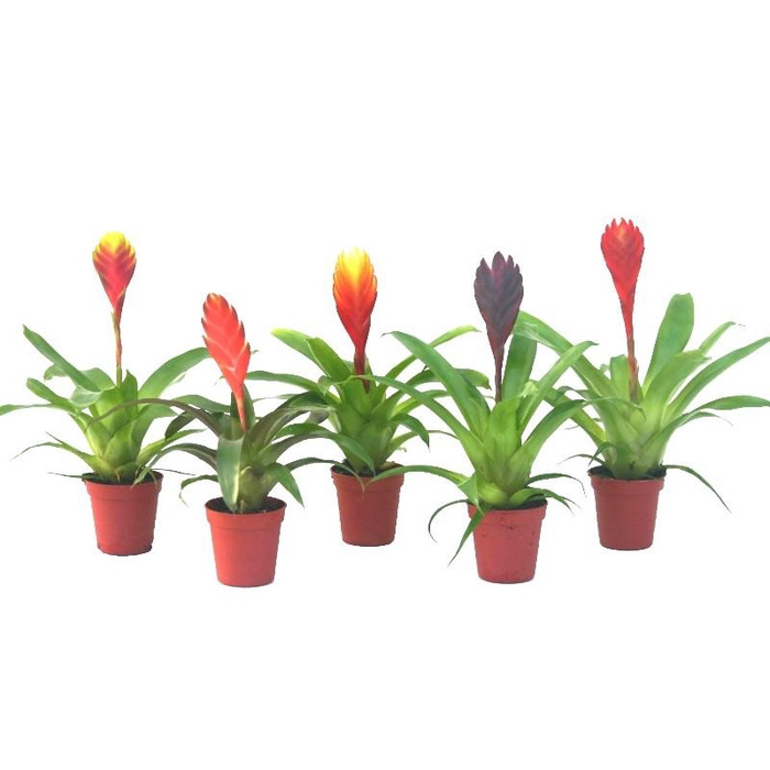 <h4>Vriesea Gemengd gemengd in tray</h4>