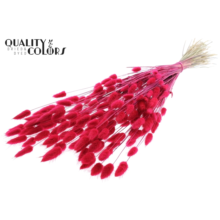 <h4>Lagurus Premium per bunch Cerise</h4>
