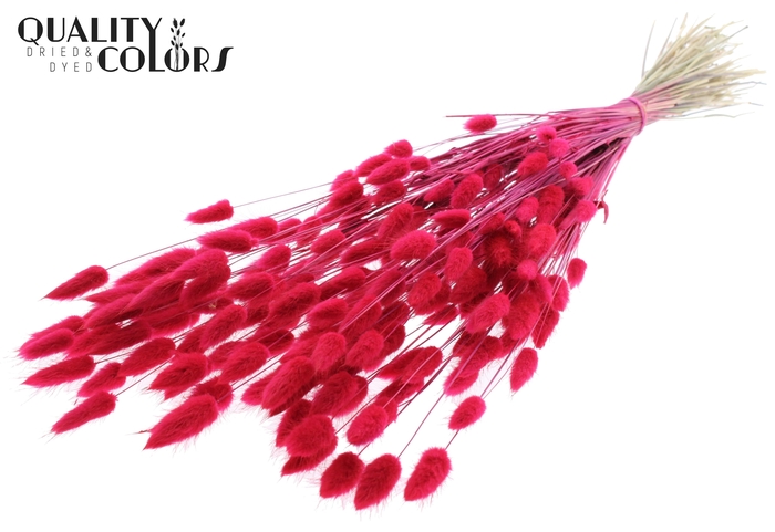 Lagurus Premium per bunch Cerise