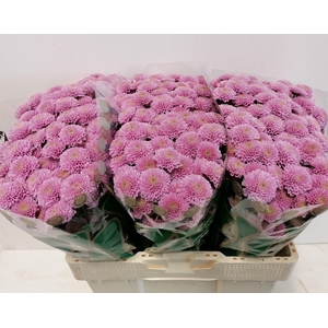 CHR S ELLISON PINK