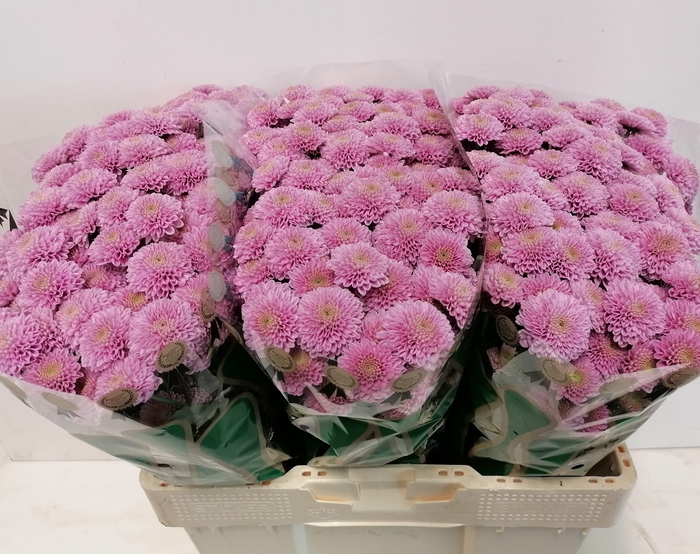 <h4>CHR S ELLISON PINK</h4>