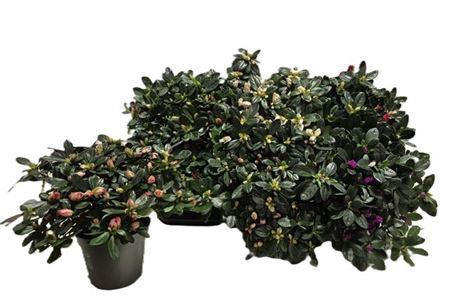 <h4>Rhodo Si Gem</h4>