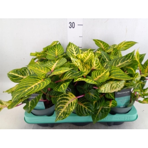 Iresine herbstii 'Rich Goldstar'