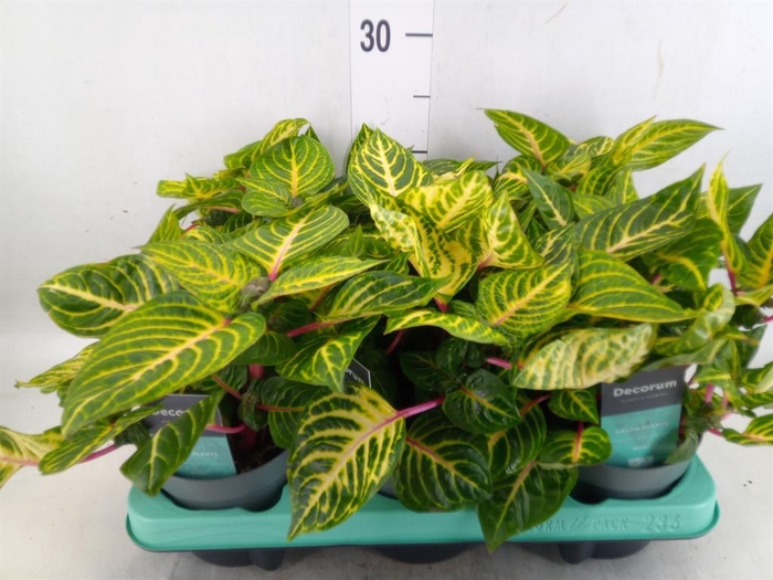 <h4>Iresine herbstii 'Rich Goldstar'</h4>