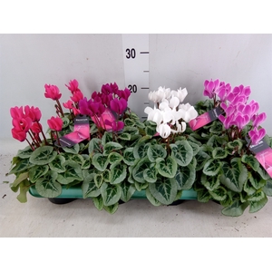 Cyclamen KL 'Picasso'