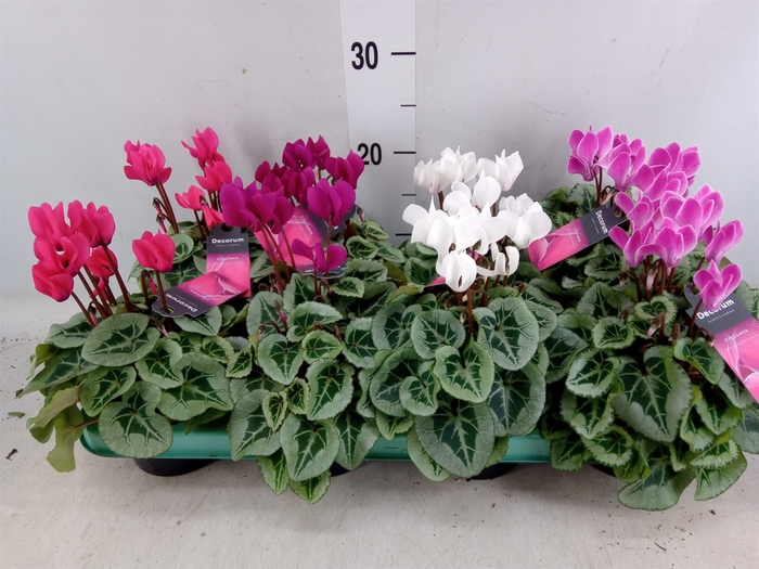 <h4>Cyclamen KL 'Picasso'</h4>