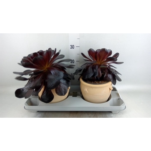 xSemponium  'Destiny'