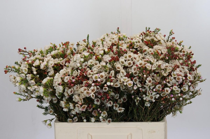 <h4>Chamelaucium Moonlight Delight</h4>