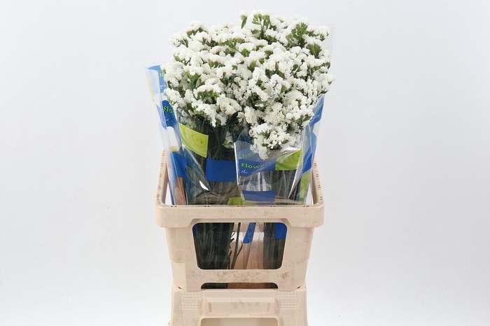 <h4>Lim S Crystal White</h4>