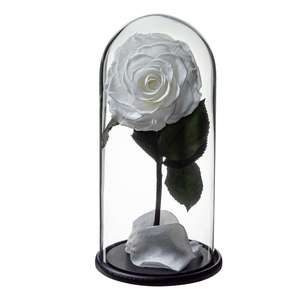 Dome Aurora Whi01 Bulk