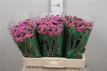 <h4>Chr S Jamey Dark</h4>