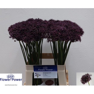 ALLIUM ATROPURPUREUM